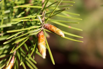 Pseudotsuga menziesii - douglaska tisolistá - pupen (104)